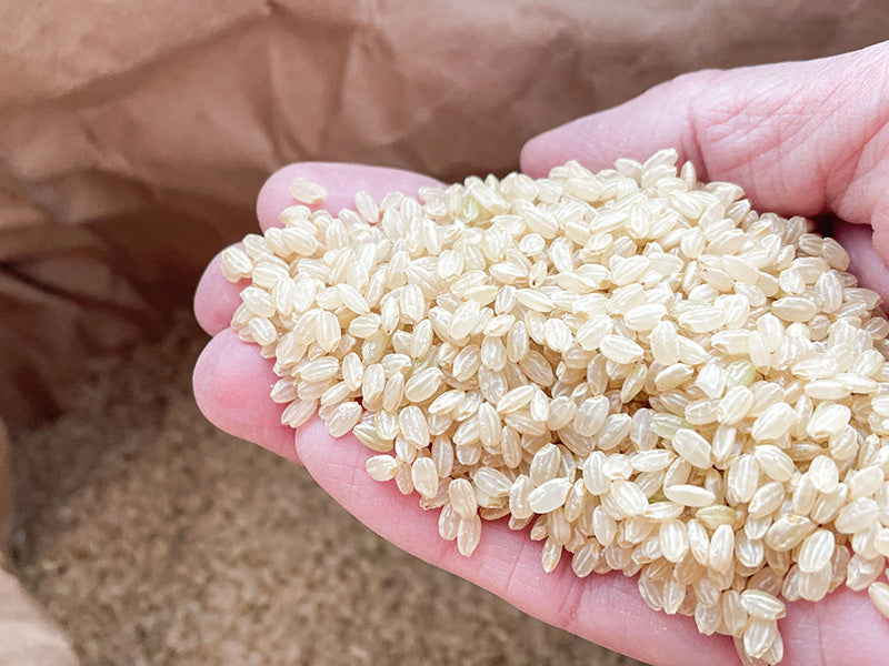 【令和7年産新米】＜玄米＞ピロール米（ビタミンB12含有 国産コシヒカリ）5kg ヴィーガン