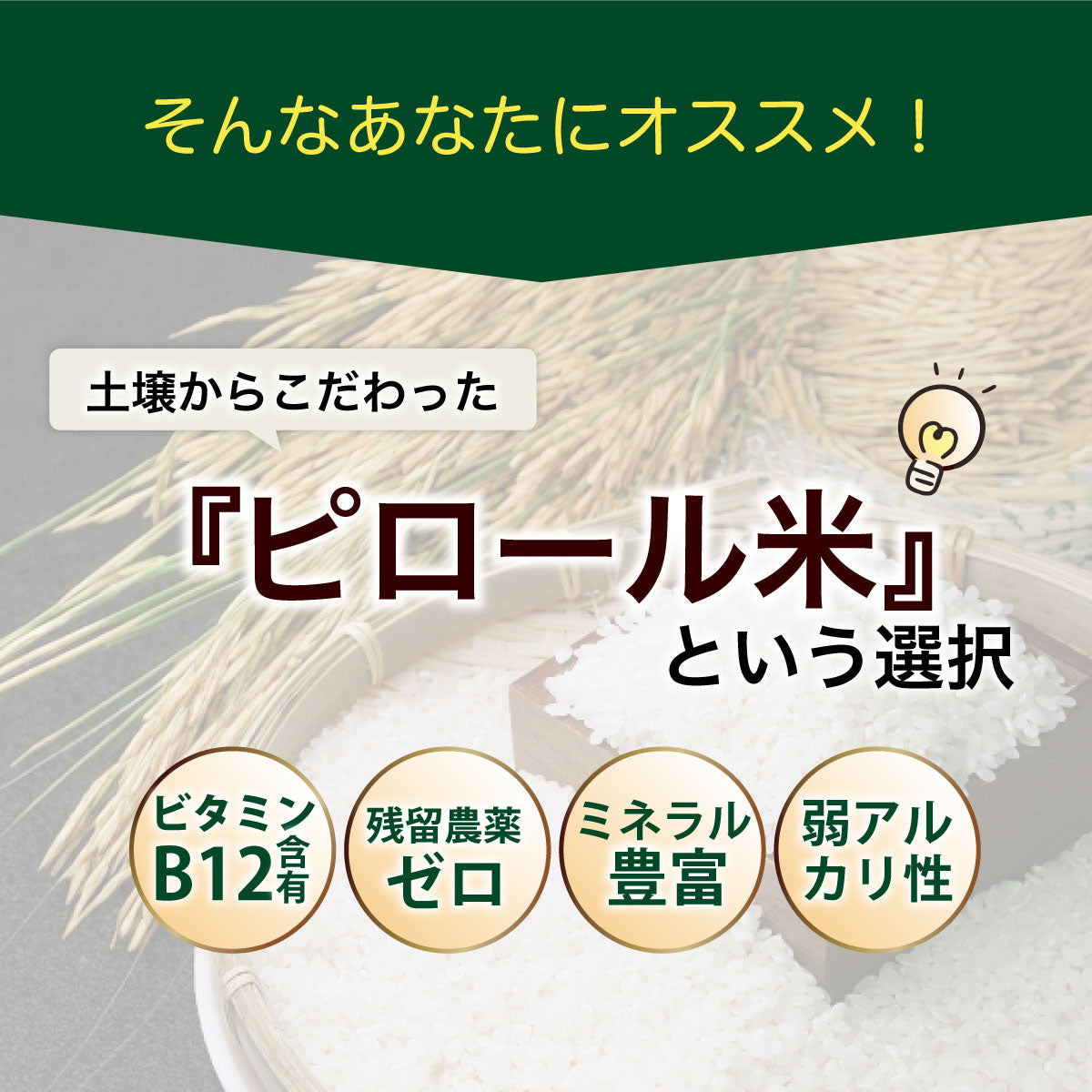 【期間限定特価】ビタミンB12含有 国産コシヒカリ 白米 5kg 残留農薬不検出 ピロール農法 令和7年産 ヴィーガン ピロール米 精米