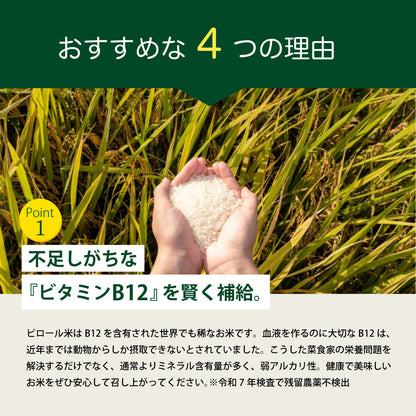 【期間限定特価】ビタミンB12含有 国産コシヒカリ 白米 5kg 残留農薬不検出 ピロール農法 令和7年産 ヴィーガン ピロール米 精米