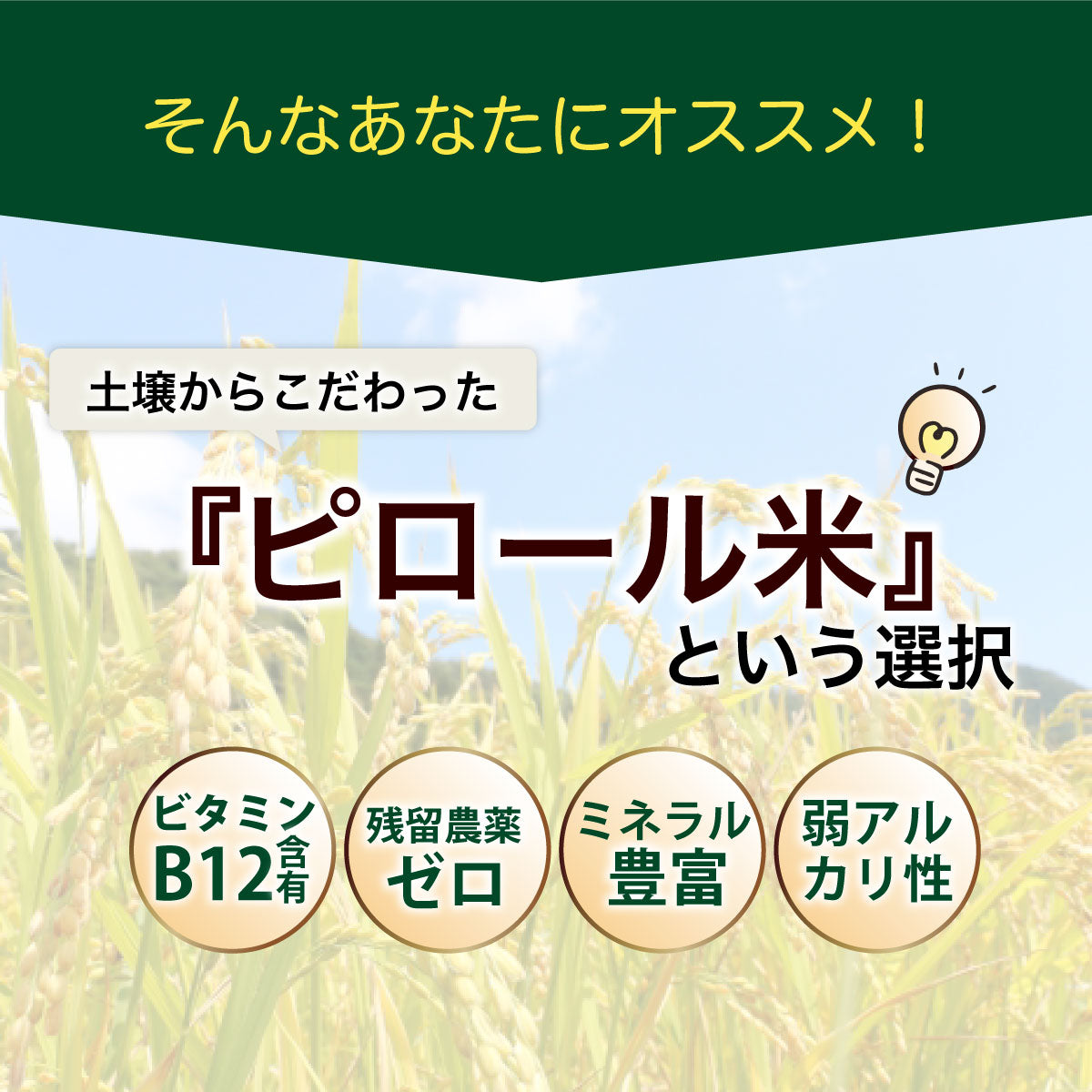 【期間限定特価】ビタミンB12含有 国産コシヒカリ 玄米 5kg 残留農薬不検出 ピロール農法 令和7年産 ヴィーガン ピロール米