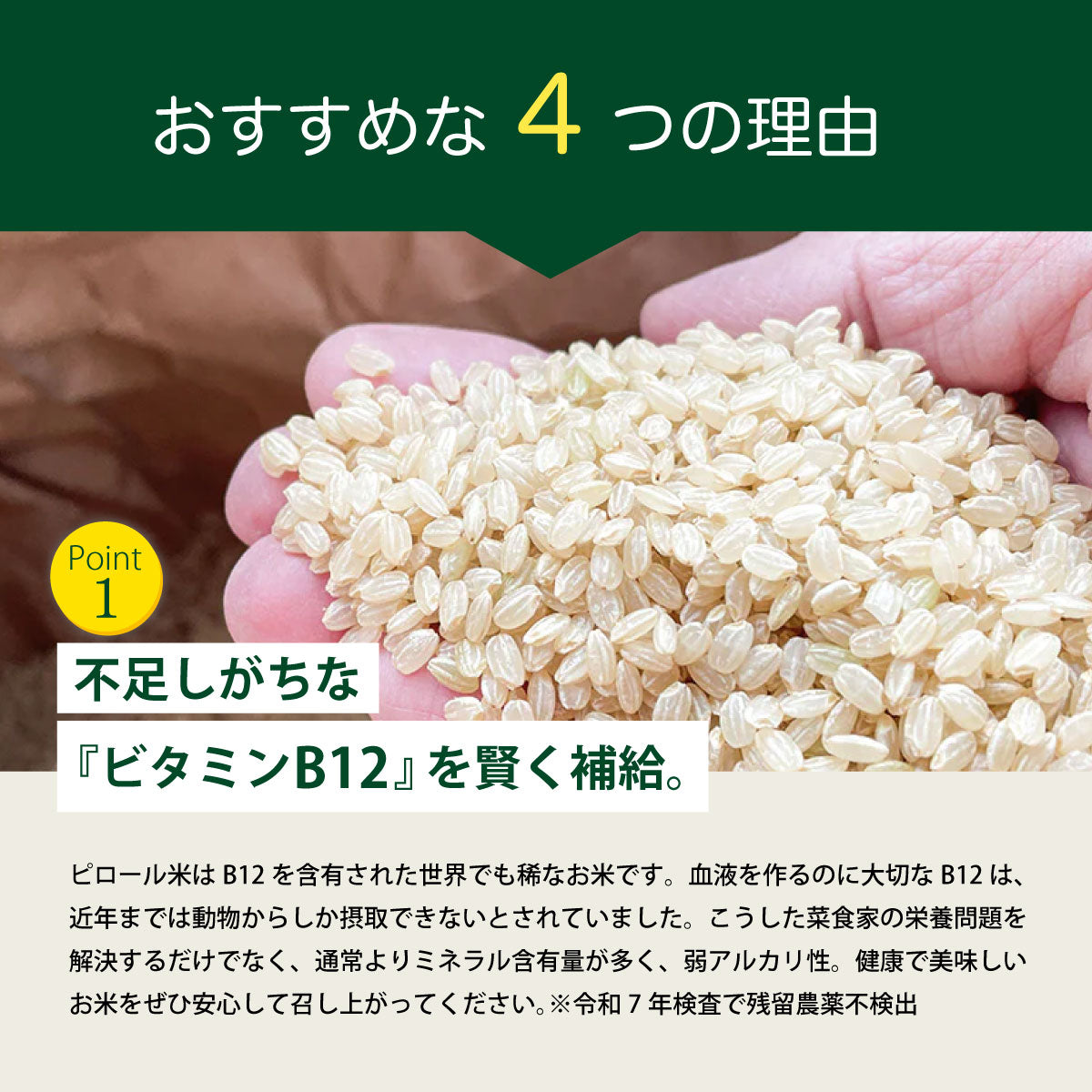 【期間限定特価】ビタミンB12含有 国産コシヒカリ 玄米 5kg 残留農薬不検出 ピロール農法 令和7年産 ヴィーガン ピロール米