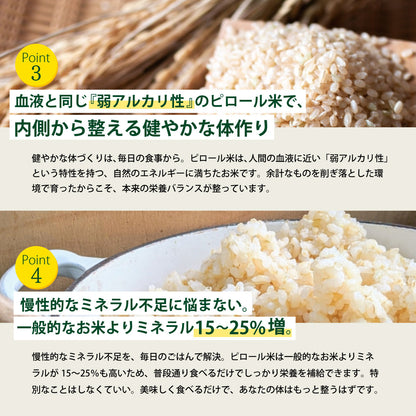 【期間限定特価】ビタミンB12含有 国産コシヒカリ 玄米 5kg 残留農薬不検出 ピロール農法 令和7年産 ヴィーガン ピロール米